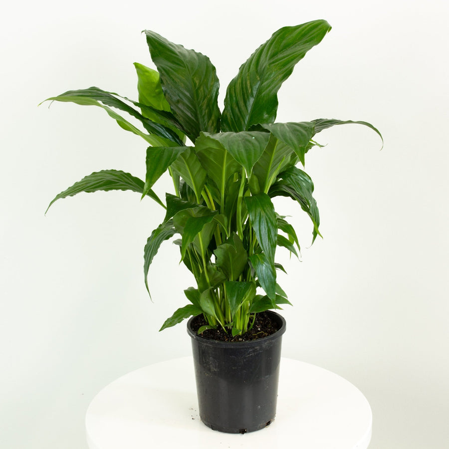 Peace Lily Spathiphyllum 14cm pot |My Jungle Home|