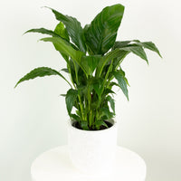 Peace Lily Spathiphyllum 14cm pot |My Jungle Home|