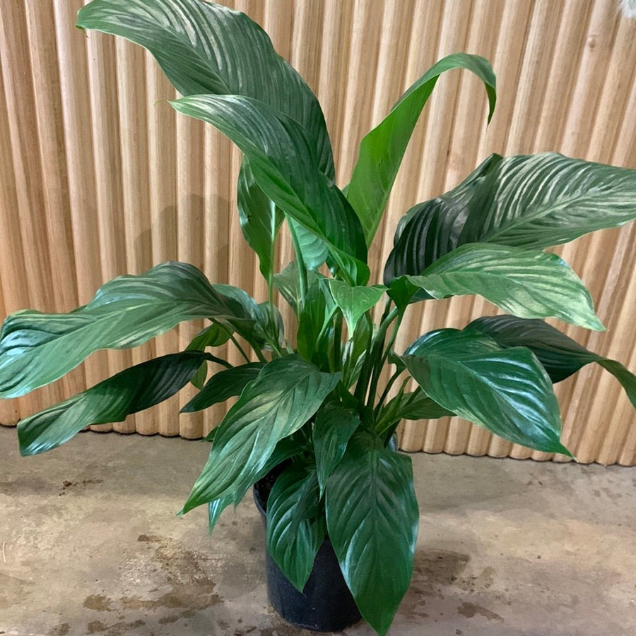 Peace Lily Spathiphyllum 20cm pot |My Jungle Home|