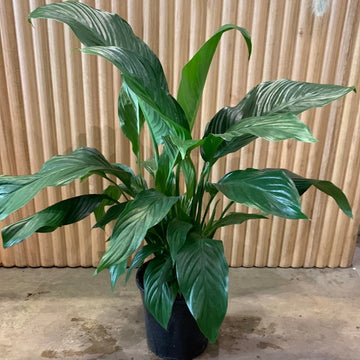 Peace Lily Spathiphyllum 20cm pot |My Jungle Home|