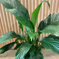 Peace Lily Spathiphyllum 20cm pot |My Jungle Home|
