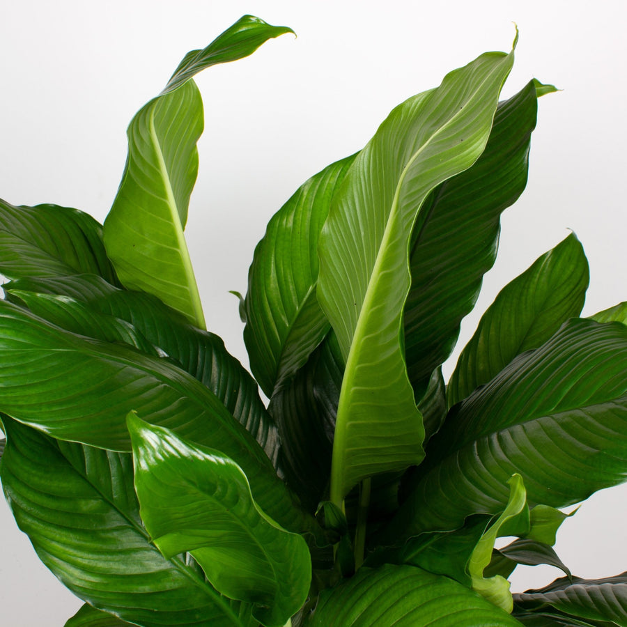 Peace Lily Spathiphyllum 30cm pot |My Jungle Home|