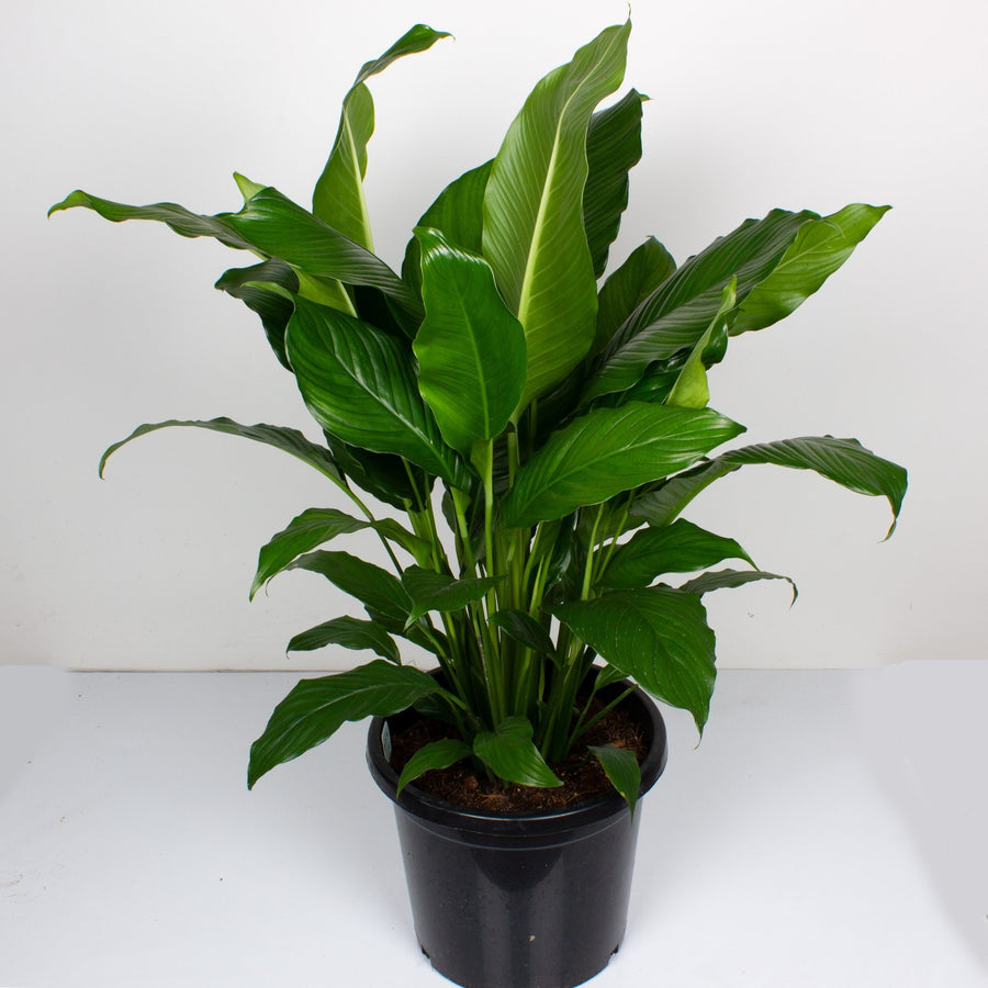 Peace Lily Spathiphyllum 30cm pot |My Jungle Home|