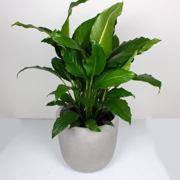 Peace Lily Spathiphyllum 30cm pot |My Jungle Home|