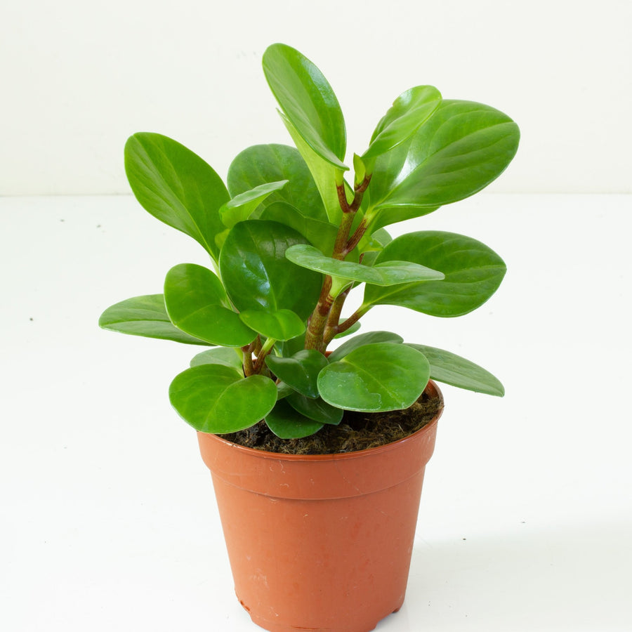 Peperomia Obtusifolia 12cm Pot |My Jungle Home|