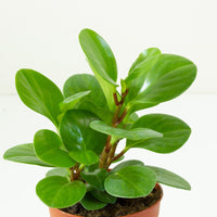 Peperomia Obtusifolia 12cm Pot |My Jungle Home|