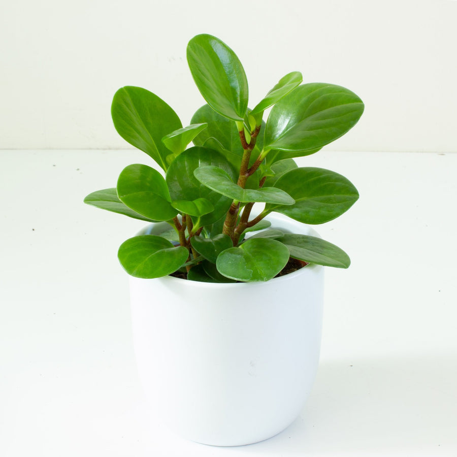 Peperomia Obtusifolia 12cm Pot |My Jungle Home|