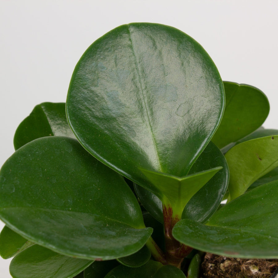 Peperomia Obtusifolia 9.5cm Pot |My Jungle Home|