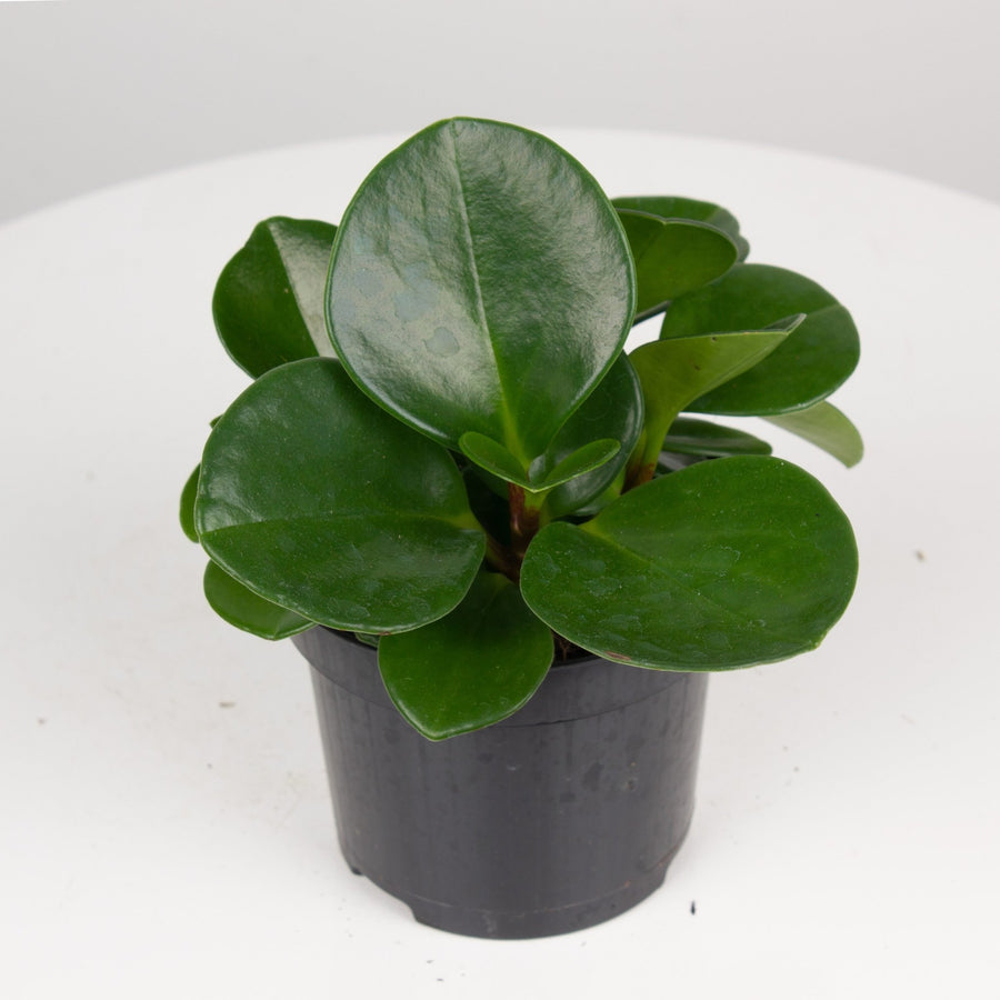 Peperomia Obtusifolia 9.5cm Pot |My Jungle Home|