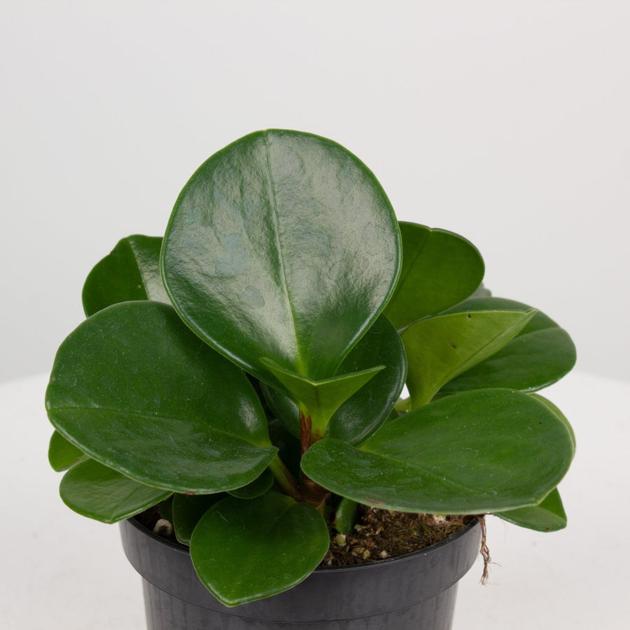 Peperomia Obtusifolia 9.5cm Pot |My Jungle Home|