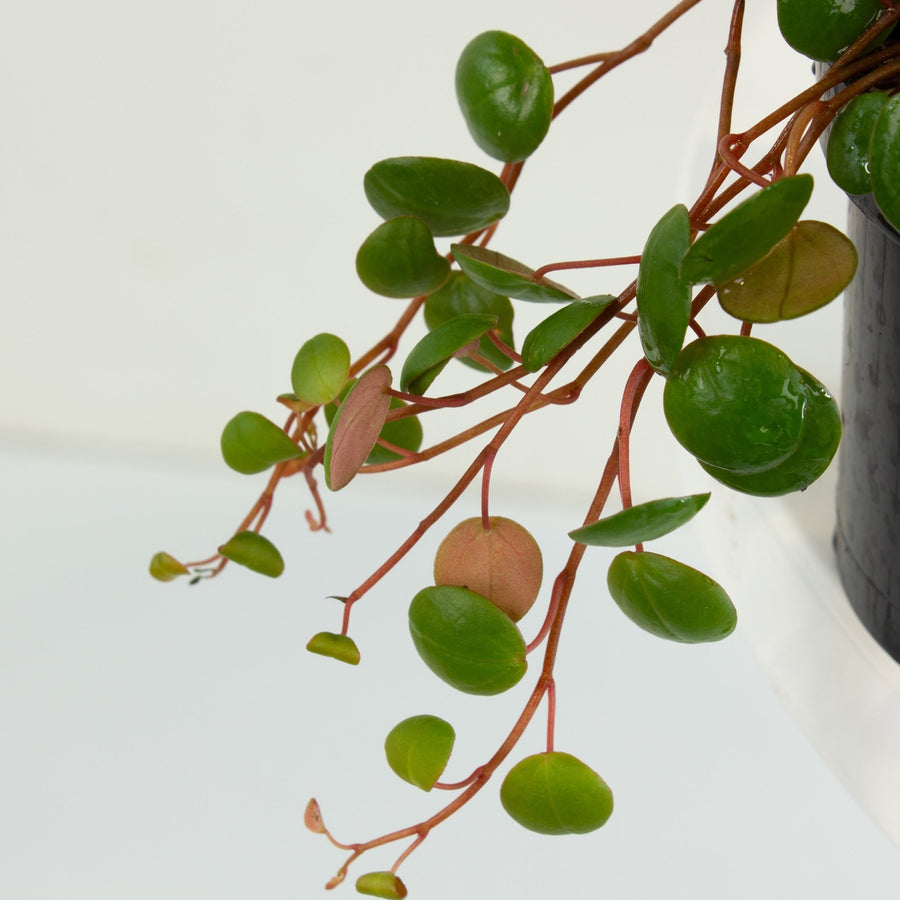 Peperomia Pepperspot 12cm pot |My Jungle Home|