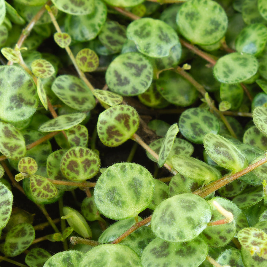 Peperomia Prostrata ‘String of Turtles’ 13cm pot |My Jungle Home|