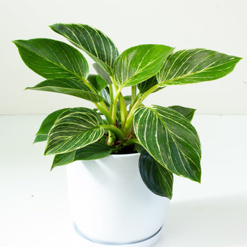 Philodendron Birkin 13cm pot |My Jungle Home|