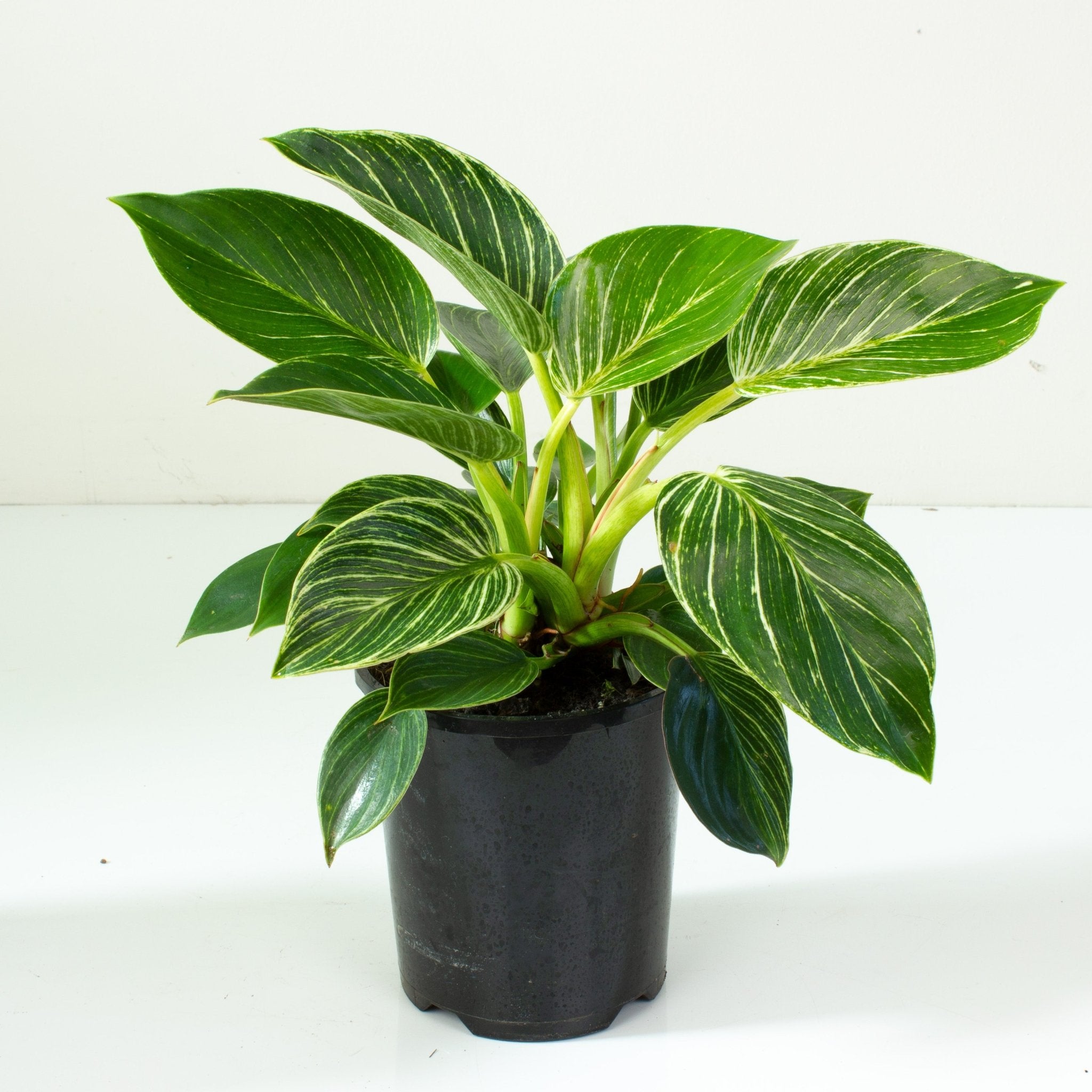 buy philodendron melbourne Buy Philodendron Birkin 13cm pot