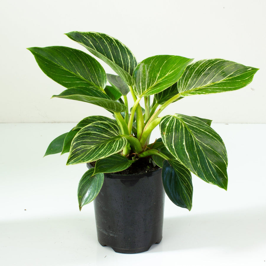 Philodendron Birkin 13cm pot |My Jungle Home|