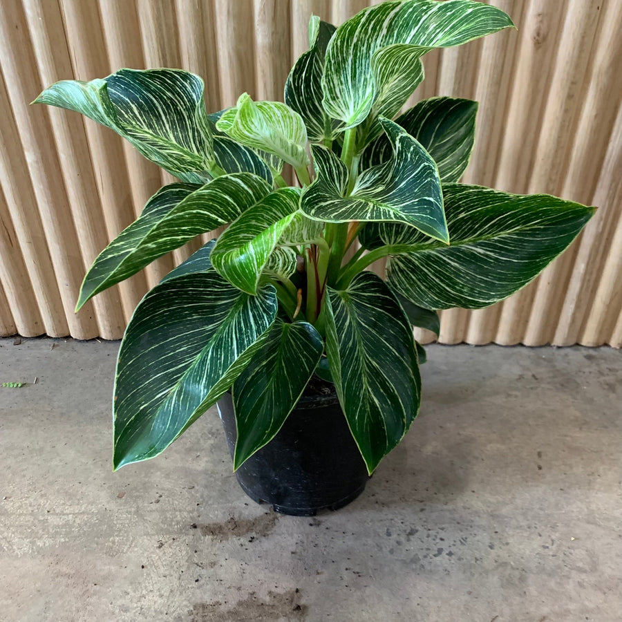 Philodendron Birkin 20cm pot |My Jungle Home|