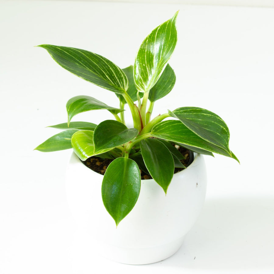 Philodendron Birkin 9.5cm pot |My Jungle Home|