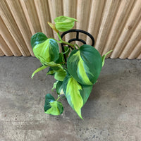 Philodendron Brasil ‘Hederaceum’ 13cm pot |My Jungle Home|