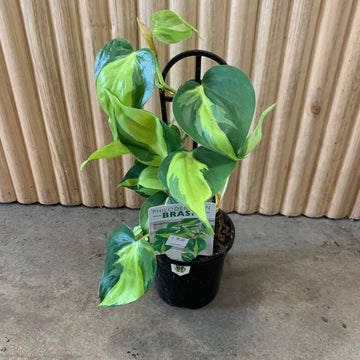 Philodendron Brasil ‘Hederaceum’ 13cm pot |My Jungle Home|