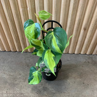 Philodendron Brasil ‘Hederaceum’ 13cm pot |My Jungle Home|