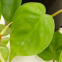 Philodendron Heart Leaf ‘Cordatum’ 13.5cm pot |My Jungle Home|