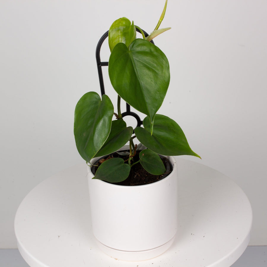 Philodendron Heart Leaf ‘Cordatum’ 13cm pot |My Jungle Home|