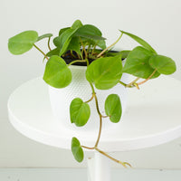 Philodendron Heart Leaf ‘Cordatum’ 13cm pot |My Jungle Home|