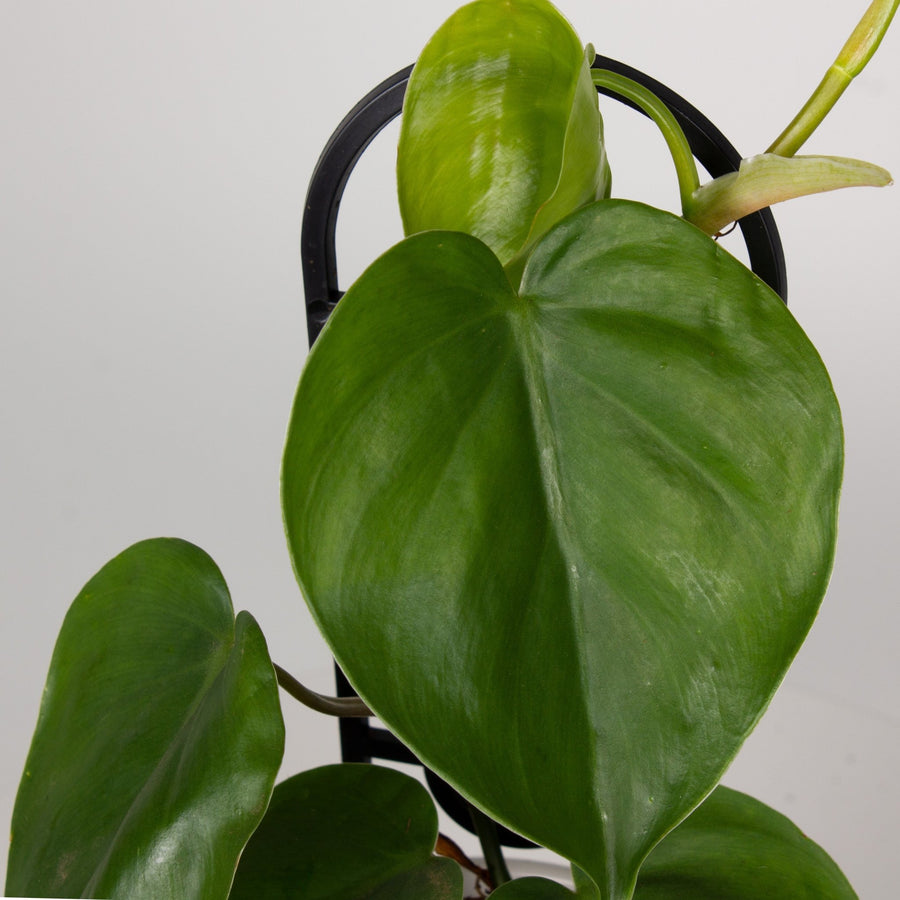 Philodendron Heart Leaf ‘Cordatum’ 13cm pot |My Jungle Home|
