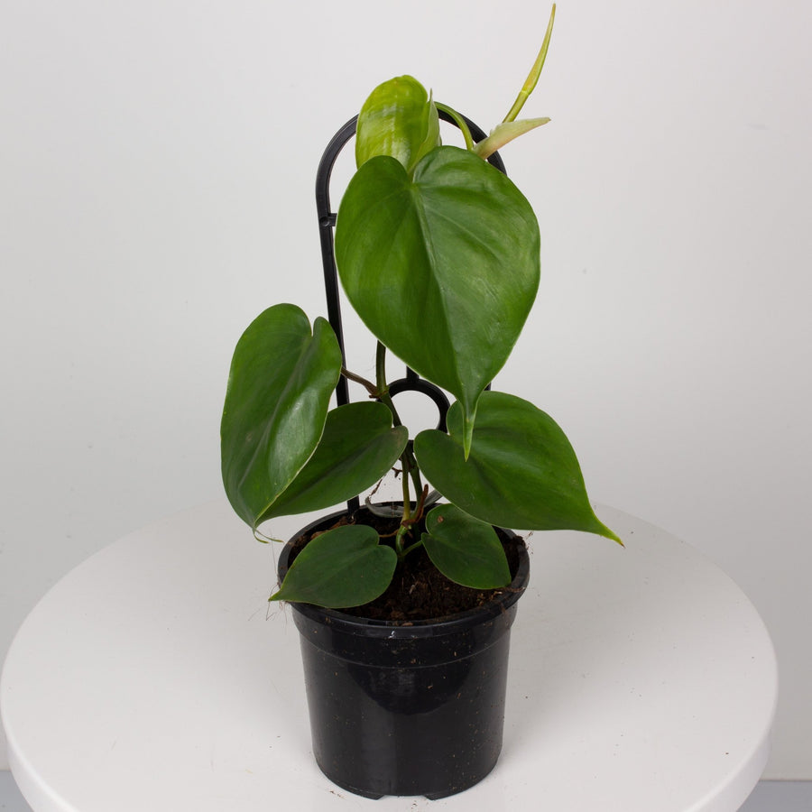 Philodendron Heart Leaf ‘Cordatum’ 13cm pot |My Jungle Home|