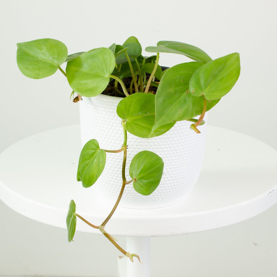 Philodendron Heart Leaf ‘Cordatum’ 13cm pot |My Jungle Home|