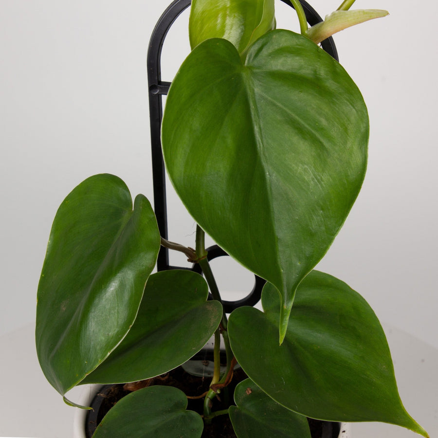 Philodendron Heart Leaf ‘Cordatum’ 13cm pot |My Jungle Home|