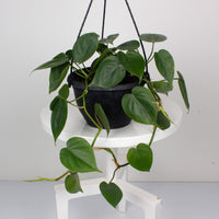 Philodendron Heart Leaf ‘Cordatum’ 20cm Hanging Basket |My Jungle Home|