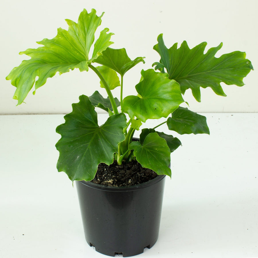 philodendron compactum care Buy Philodendron Hope 'Compactum' 20cm pot