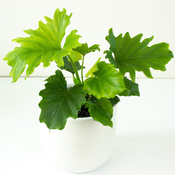 Philodendron Hope ‘Compactum’ 20cm pot |My Jungle Home|
