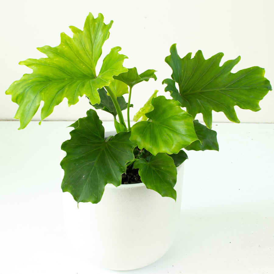 little hope philodendron size Buy Philodendron Hope 'Compactum' 20cm pot