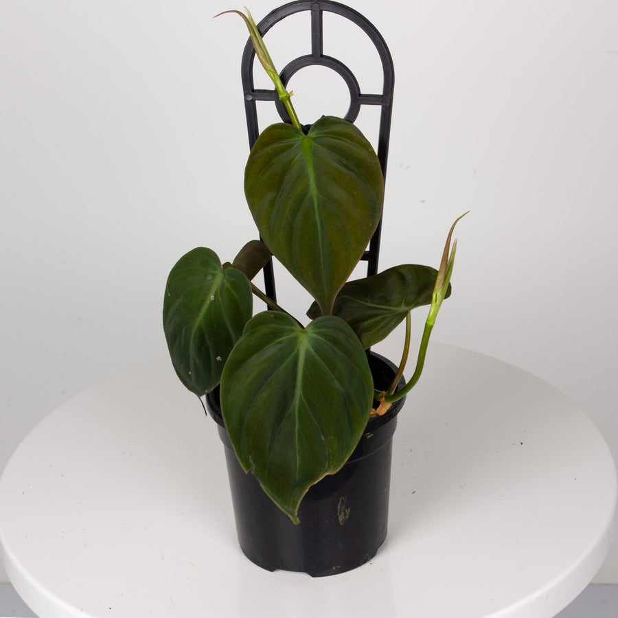 Philodendron Micans ‘Velvet Leaf’ 13cm pot |My Jungle Home|