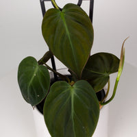 Philodendron Micans ‘Velvet Leaf’ 13cm pot |My Jungle Home|