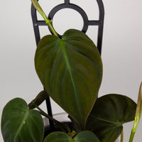 Philodendron Micans ‘Velvet Leaf’ 13cm pot |My Jungle Home|
