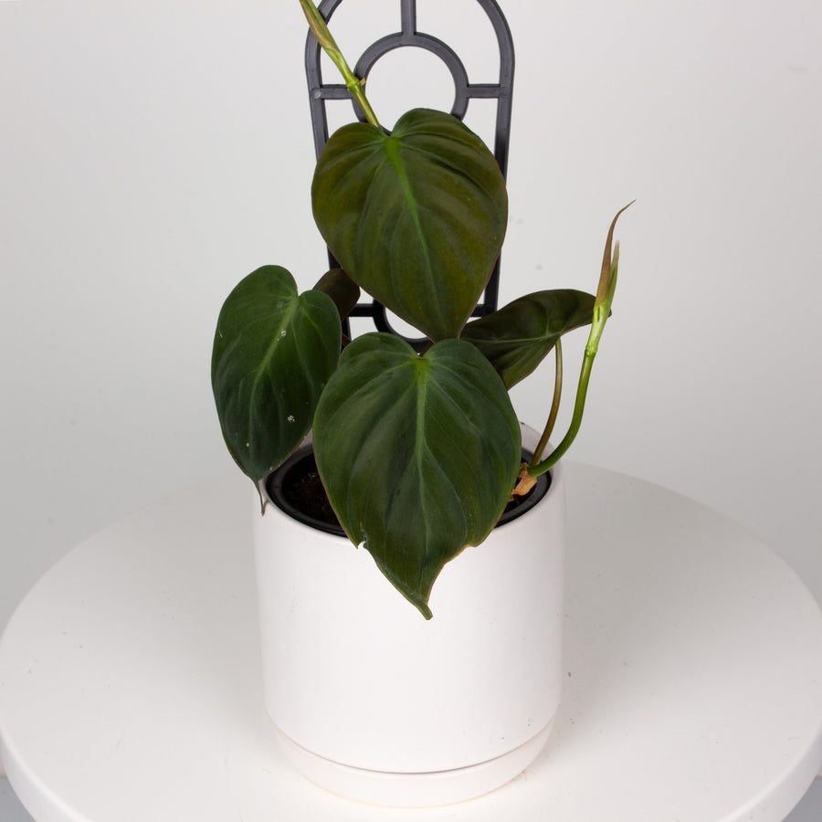 Philodendron Micans ‘Velvet Leaf’ 13cm pot |My Jungle Home|