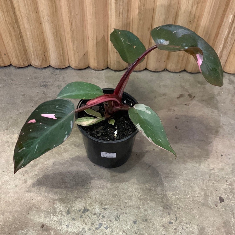 Philodendron Pink Princess 10cm pot |My Jungle Home|