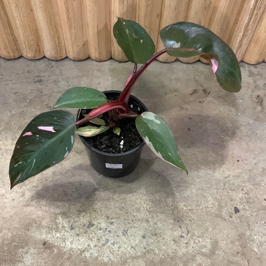 Philodendron Pink Princess 10cm pot |My Jungle Home|