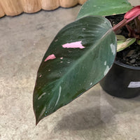 Philodendron Pink Princess 10cm pot |My Jungle Home|