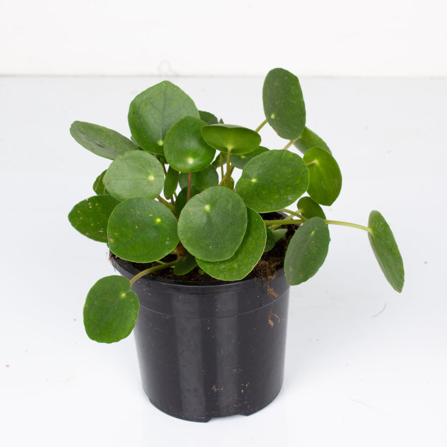 Pilea Peperomioides ‘Chinese Money Plant’ 11cm pot |My Jungle Home|