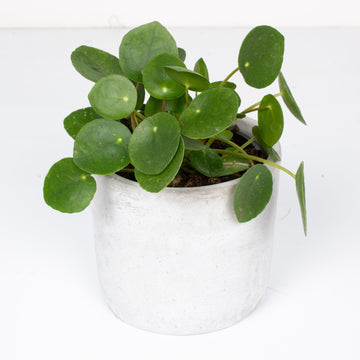 Pilea Peperomioides ‘Chinese Money Plant’ 11cm pot |My Jungle Home|