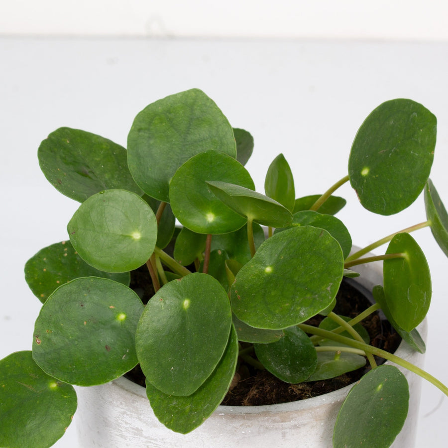 Pilea Peperomioides ‘Chinese Money Plant’ 11cm pot |My Jungle Home|