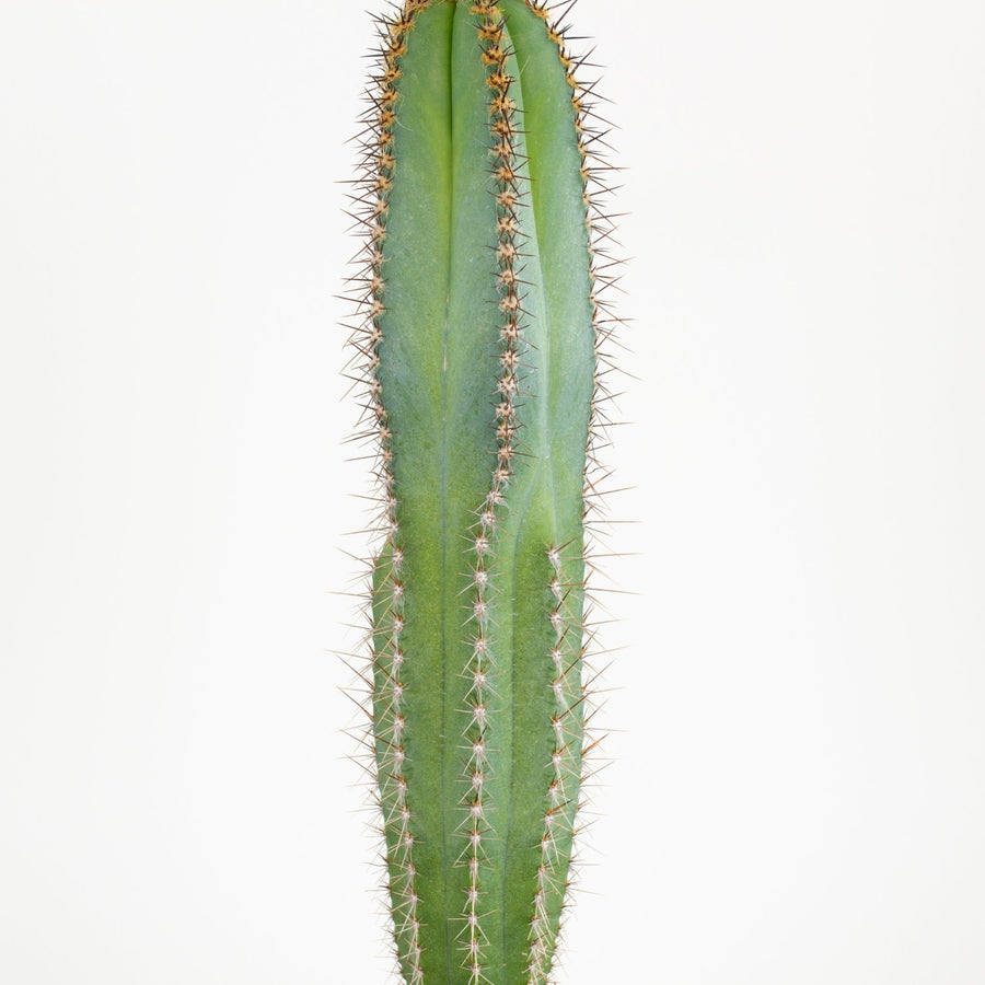 Pilocereus Fulvilanatus Cactus 15cm pot |My Jungle Home|