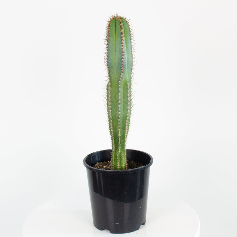 Pilocereus Fulvilanatus Cactus 15cm pot |My Jungle Home|