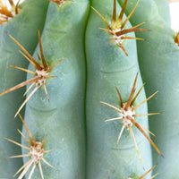 Pilosocereus Azureus 'Blue Torch' Cactus 15cm pot |My Jungle Home|