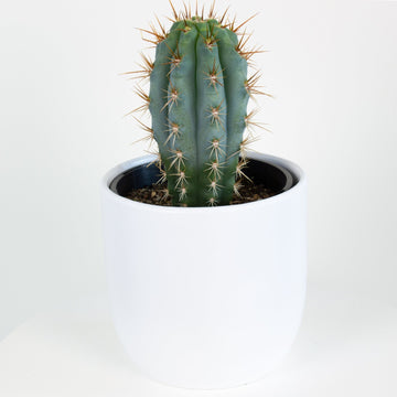 Pilosocereus Azureus 'Blue Torch' Cactus 15cm pot |My Jungle Home|