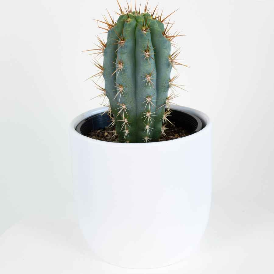 Pilosocereus Azureus 'Blue Torch' Cactus 15cm pot |My Jungle Home|